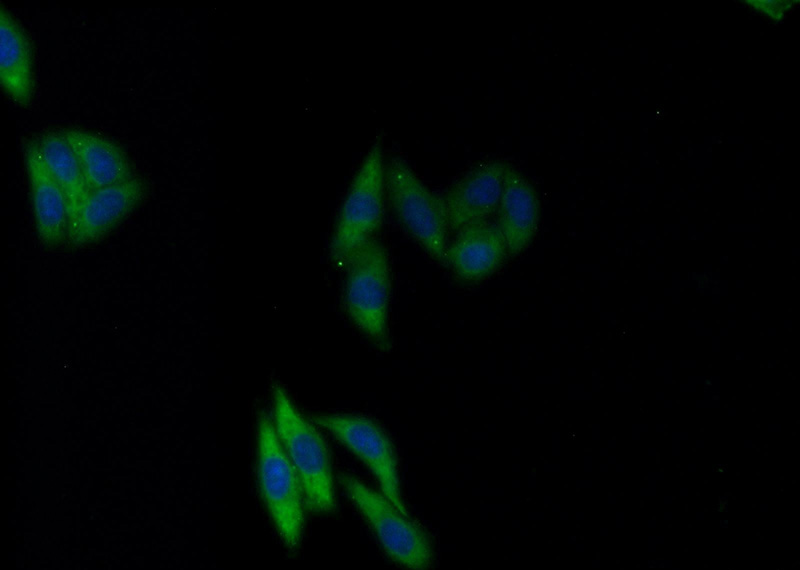 Immunofluorescent analysis of HepG2 cells using Catalog No:113165(NFU1 Antibody) at dilution of 1:25 and Alexa Fluor 488-congugated AffiniPure Goat Anti-Rabbit IgG(H+L)