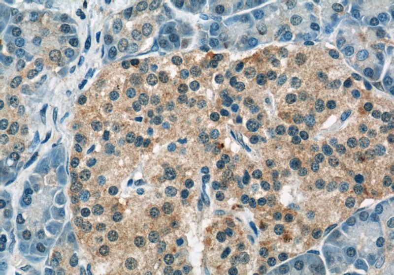 Immunohistochemistry of paraffin-embedded human pancreas slide using Catalog No:116648(UBQLN1 Antibody) at dilution of 1:50