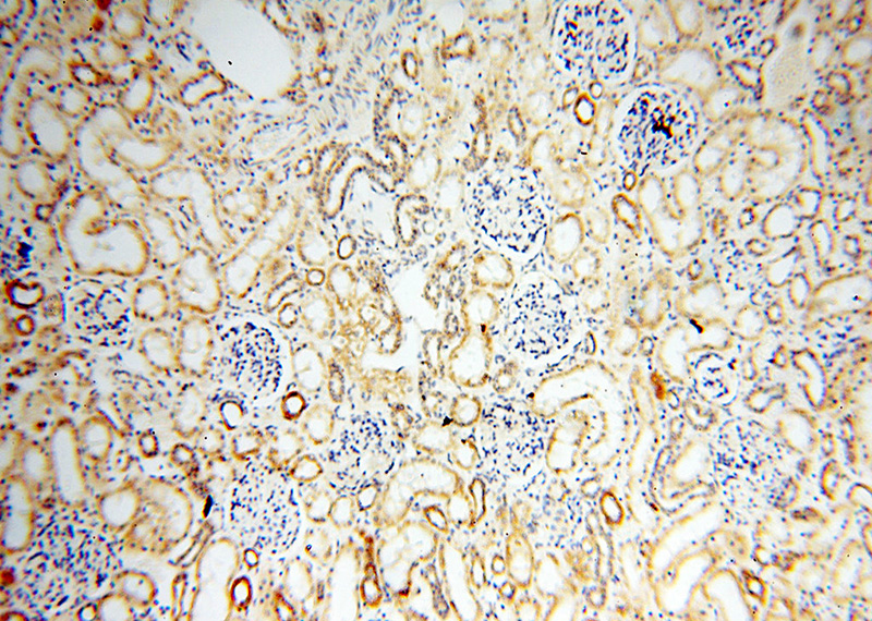 Immunohistochemical of paraffin-embedded human kidney using Catalog No:110165(MAPRE1 antibody) at dilution of 1:100 (under 10x lens)