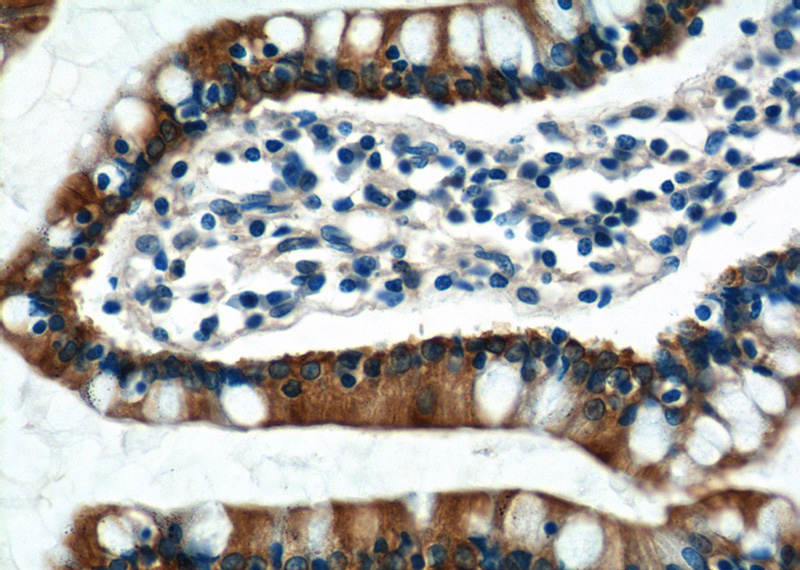 Immunohistochemistry of paraffin-embedded human small intestine tissue slide using Catalog No:111917(KAZALD1 Antibody) at dilution of 1:50 (under 40x lens)