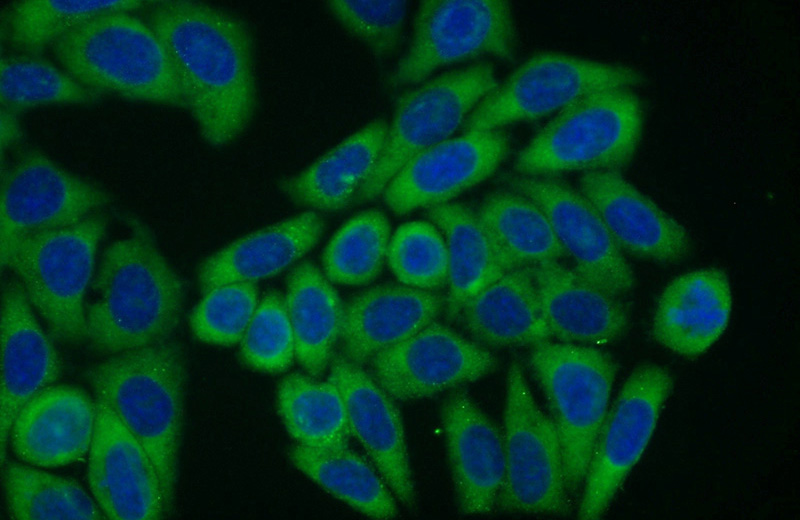 Immunofluorescent analysis of HepG2 cells using Catalog No:114879(RPL23A Antibody) at dilution of 1:50 and Alexa Fluor 488-congugated AffiniPure Goat Anti-Rabbit IgG(H+L)