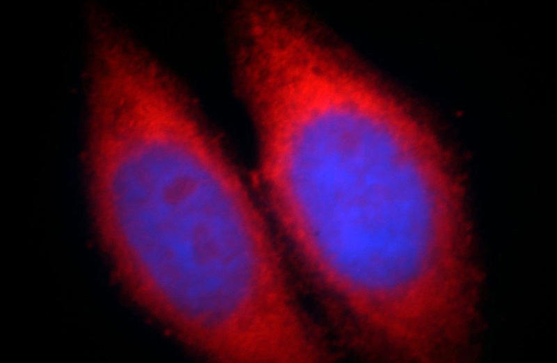 Immunofluorescent analysis of HepG2 cells, using EFHA1 antibody Catalog No:110207 at 1:25 dilution and Rhodamine-labeled goat anti-rabbit IgG (red). Blue pseudocolor = DAPI (fluorescent DNA dye).