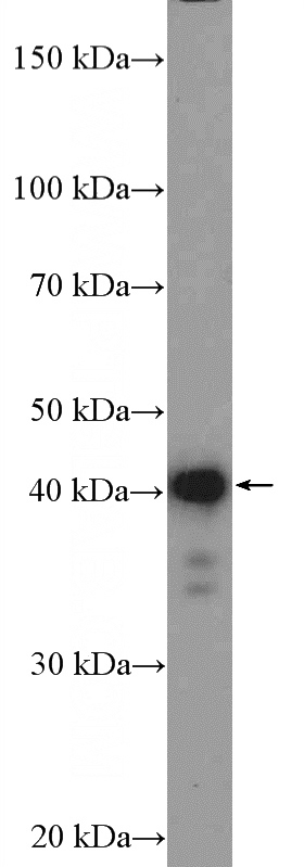 HeLa cells were subjected to SDS PAGE followed by western blot with Catalog No:108663(C14orf28 Antibody) at dilution of 1:300