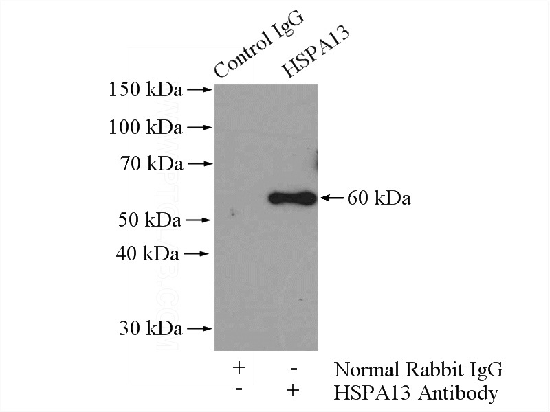 IP Result of anti-HSPA13 (IP:Catalog No:111572, 4ug; Detection:Catalog No:111572 1:300) with HeLa cells lysate 1200ug.