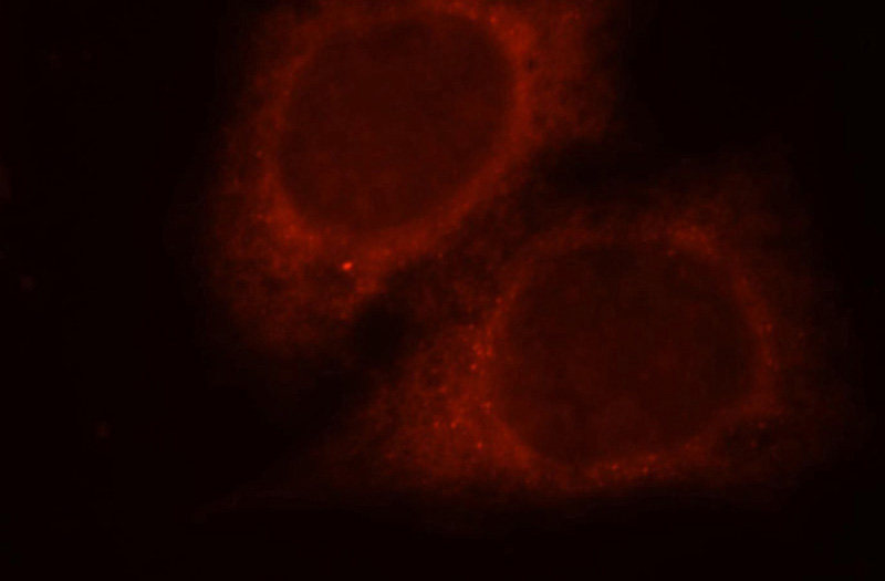 Immunofluorescent analysis of Hela cells, using RAB11FIP2 antibody Catalog No:114408 at 1:25 dilution and Rhodamine-labeled goat anti-rabbit IgG (red).