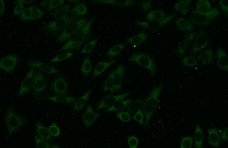 Immunofluorescent analysis of HeLa cells using Catalog No:115488(SocS1 Antibody) at dilution of 1:25 and Alexa Fluor 488-congugated AffiniPure Goat Anti-Rabbit IgG(H+L)