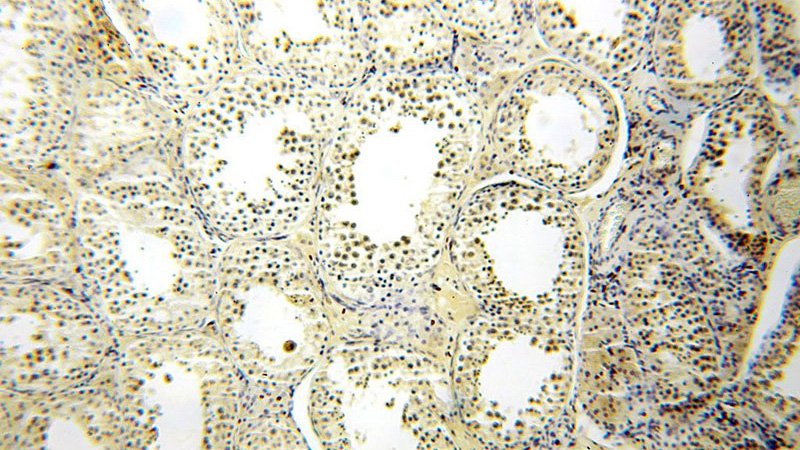 Immunohistochemical of paraffin-embedded human testis using Catalog No:112514(METAP2 antibody) at dilution of 1:50 (under 10x lens)