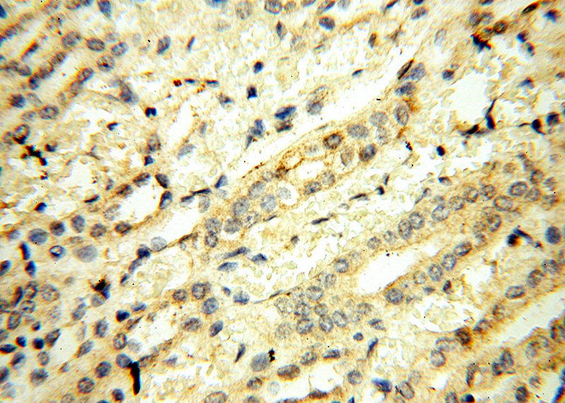 Immunohistochemical of paraffin-embedded human kidney using Catalog No:116469(UBA52 antibody) at dilution of 1:50 (under 40x lens)