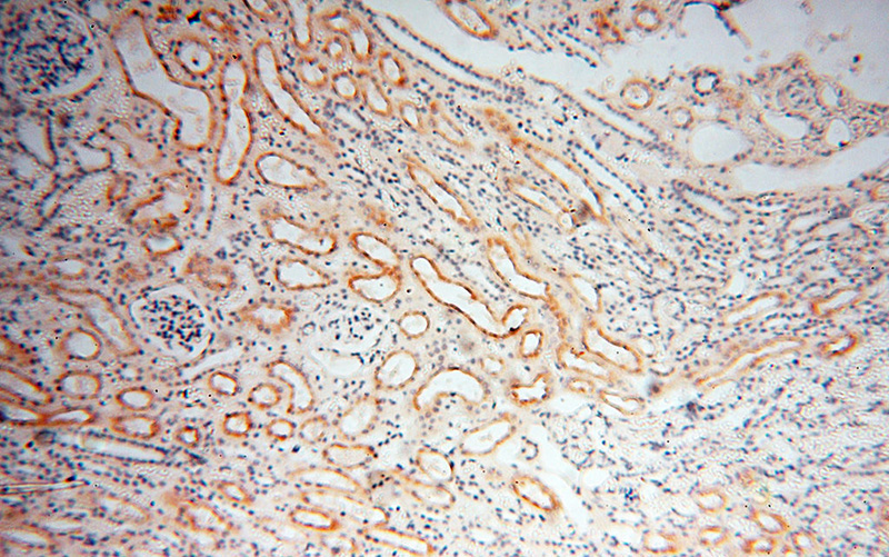 Immunohistochemical of paraffin-embedded human kidney using Catalog No:111110(GPR132 antibody) at dilution of 1:50 (under 10x lens)