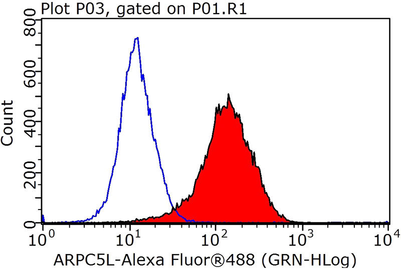 1X10^6 MCF-7 cells were stained with 0.2ug ARPC5L antibody (Catalog No:108169, red) and control antibody (blue). Fixed with 90% MeOH blocked with 3% BSA (30 min). Alexa Fluor 488-congugated AffiniPure Goat Anti-Rabbit IgG(H+L) with dilution 1:1000.