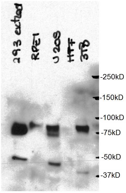 WB result of anti-CBX4 (Catalog No:108946) with various cell. (Courtesy of L. Pirone and R. Barrio, CIC bioGUNE).