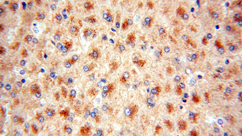 Immunohistochemical of paraffin-embedded human liver using Catalog No:112724(MocOS antibody) at dilution of 1:50 (under 40x lens)