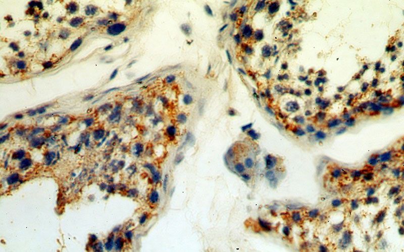 Immunohistochemical of paraffin-embedded human testis using Catalog No:111150(GPX5 antibody) at dilution of 1:50 (under 40x lens)