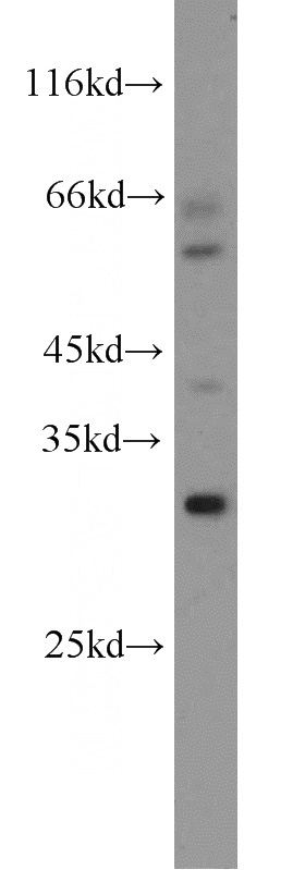 mouse lung tissue were subjected to SDS PAGE followed by western blot with Catalog No:116444(TSPAN13 antibody) at dilution of 1:800