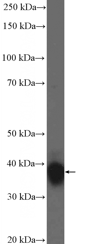 Jurkat cells were subjected to SDS PAGE followed by western blot with Catalog No:111533(HOXB4 Antibody) at dilution of 1:600