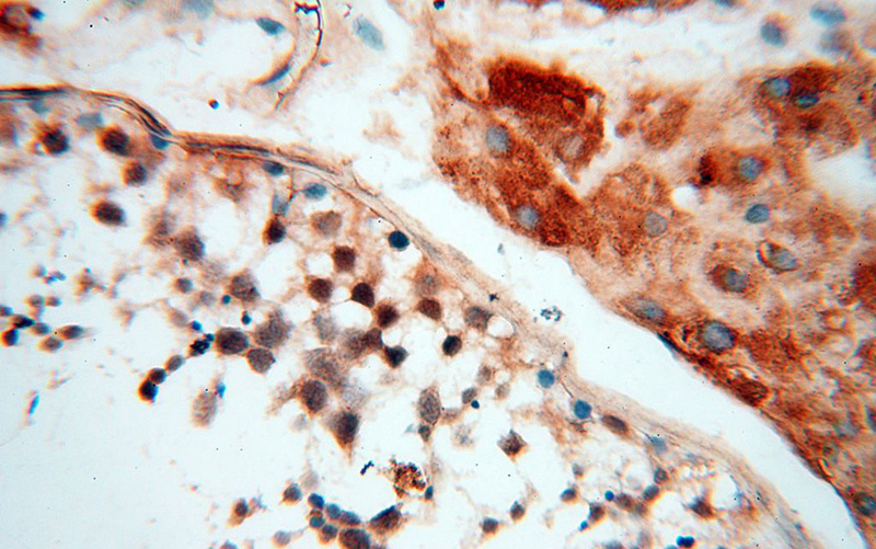 Immunohistochemical of paraffin-embedded human testis using Catalog No:108408(BAG1S-specific antibody) at dilution of 1:50 (under 40x lens)