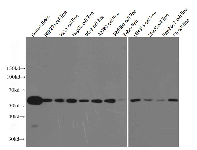 Western blot analysis of alpha-tubulin in various tissues and cell lines using Proteintech antibody Catalog No:117299 at a dilution of 1:10000.