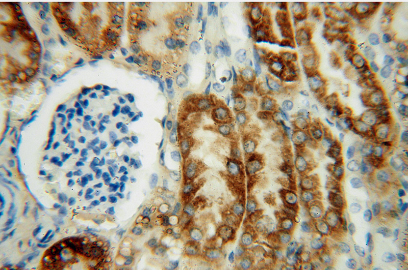 Immunohistochemical of paraffin-embedded human kidney using Catalog No:116041(THEM2 antibody) at dilution of 1:50 (under 40x lens)