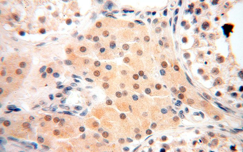 Immunohistochemical of paraffin-embedded human testis using Catalog No:112589(MED28 antibody) at dilution of 1:50 (under 40x lens)