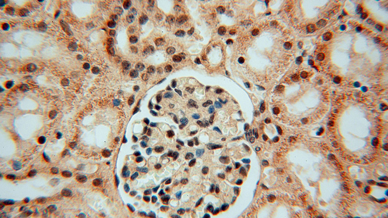 Immunohistochemical of paraffin-embedded human kidney using Catalog No:112195(LENG9 antibody) at dilution of 1:50 (under 40x lens)