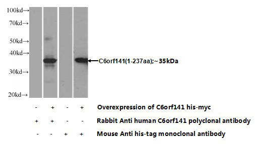 Transfected HEK-293 cells were subjected to SDS PAGE followed by western blot with Catalog No:108778(C6orf141 Antibody) at dilution of 1:1000