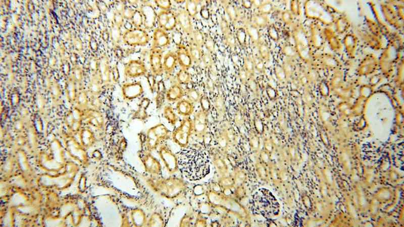 Immunohistochemical of paraffin-embedded human kidney using Catalog No:114782(ROGDI antibody) at dilution of 1:100 (under 10x lens)