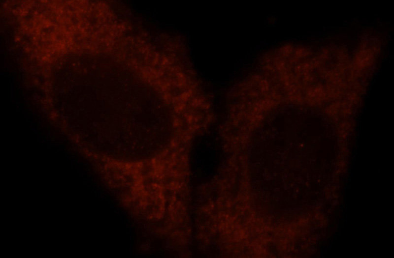 Immunofluorescent analysis of HepG2 cells, using NOL3 antibody Catalog No:113293 at 1:25 dilution and Rhodamine-labeled goat anti-rabbit IgG (red).