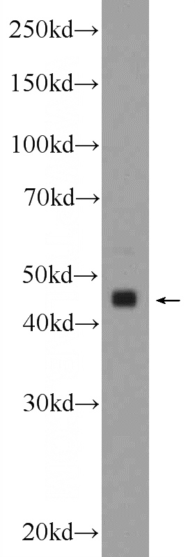 mouse cerebellum tissue were subjected to SDS PAGE followed by western blot with Catalog No:116095(TMEM120B Antibody) at dilution of 1:600