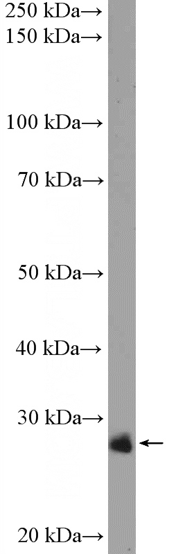 HL-60 cells were subjected to SDS PAGE followed by western blot with Catalog No:108673(C1orf216 Antibody) at dilution of 1:600