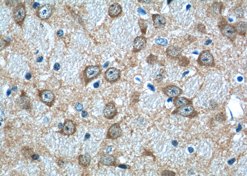 Immunohistochemistry of paraffin-embedded mouse brain tissue slide using Catalog No:113090(NECAB2 Antibody) at dilution of 1:50 (under 40x lens)