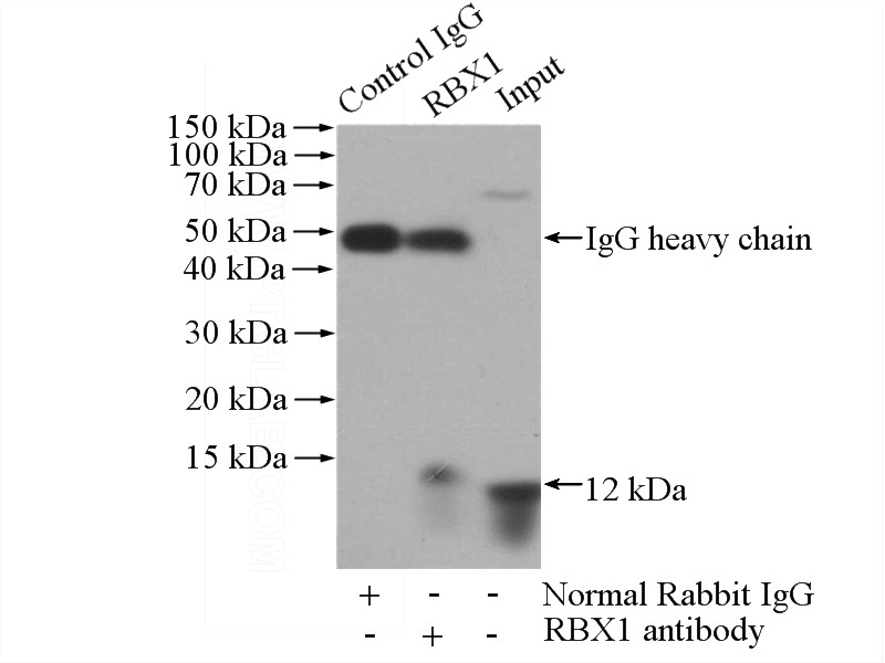 IP Result of anti-RBX1 (IP:Catalog No:114568, 4ug; Detection:Catalog No:114568 1:500) with HeLa cells lysate 1520ug.