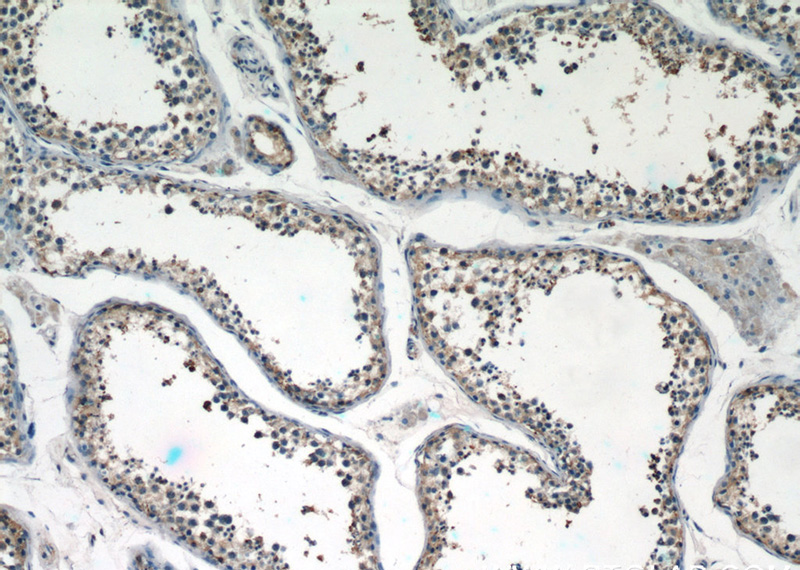 Immunohistochemistry of paraffin-embedded human testis tissue slide using Catalog No:115449(SNAPIN Antibody) at dilution of 1:50 (under 10x lens)
