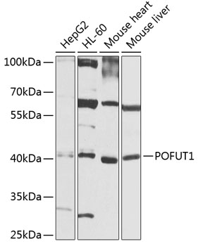 Western blot - POFUT1 Polyclonal Antibody 