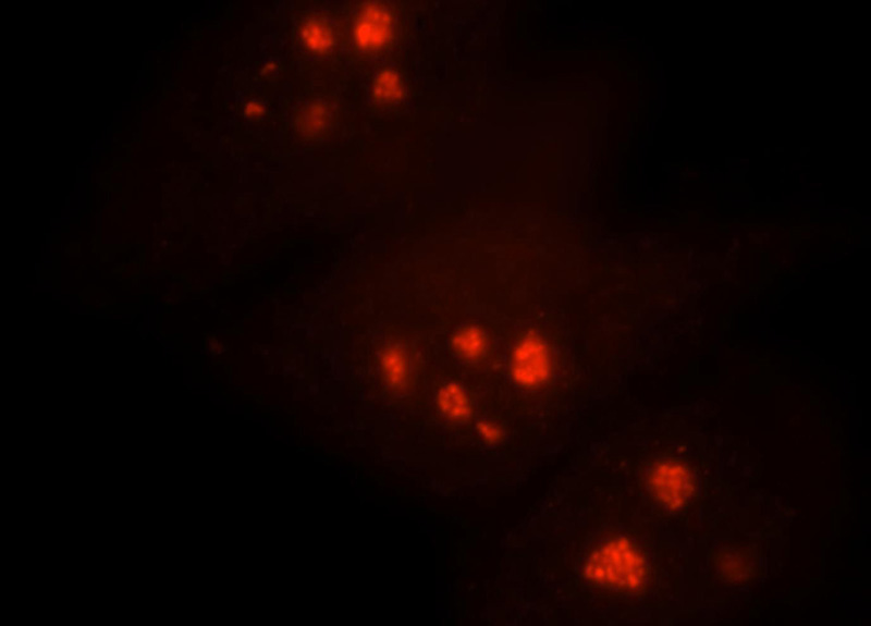 Immunofluorescent analysis of HepG2 cells, using NHP2 antibody Catalog No:113179 at 1:25 dilution and Rhodamine-labeled goat anti-rabbit IgG (red).