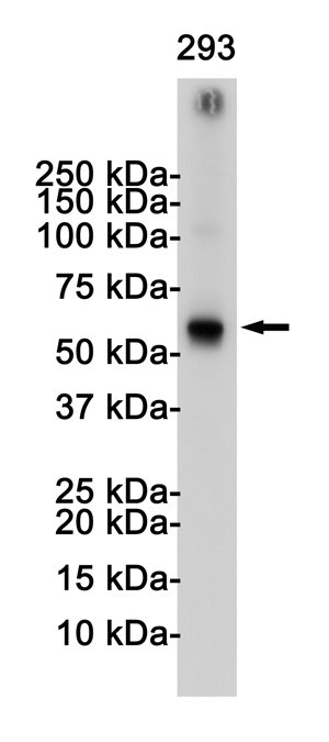 Western blot detection of TRAF6 in 293 cell lysates using TRAF6 Rabbit pAb(1:1000 diluted).Predicted band size:60KDa.Observed band size:60KDa.