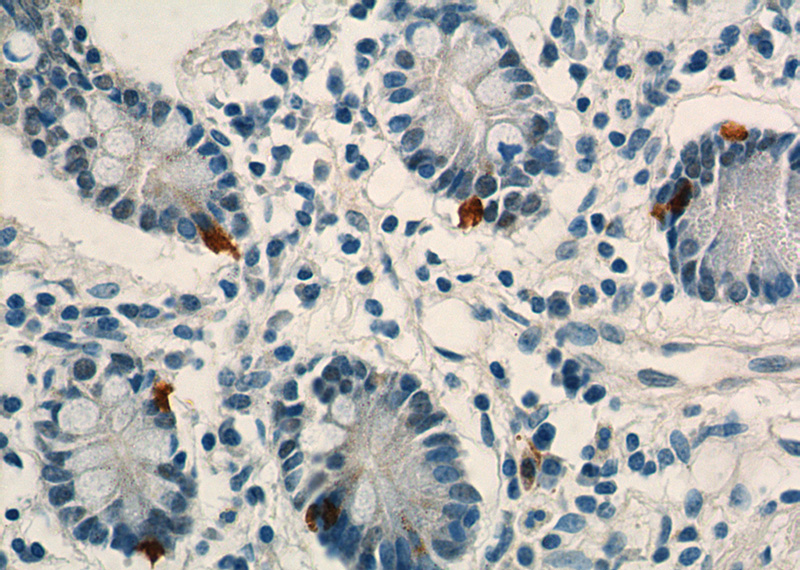 Immunohistochemistry of paraffin-embedded human small intestine tissue slide using Catalog No:112210(LGR4 Antibody) at dilution of 1:200 (under 40x lens)