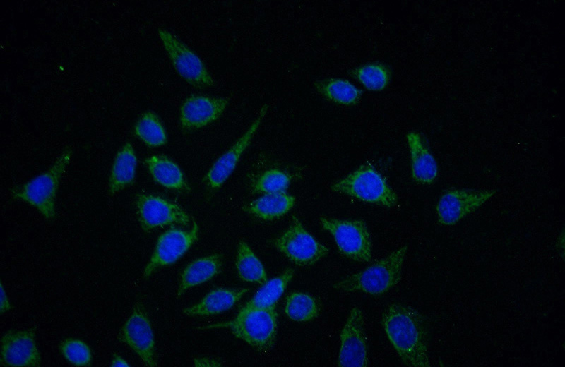 Immunofluorescent analysis of (-20oc Ethanol) fixed HeLa cells using Catalog No:117145(CEL Antibody) at dilution of 1:25 and Alexa Fluor 488-congugated AffiniPure Goat Anti-Rabbit IgG(H+L)
