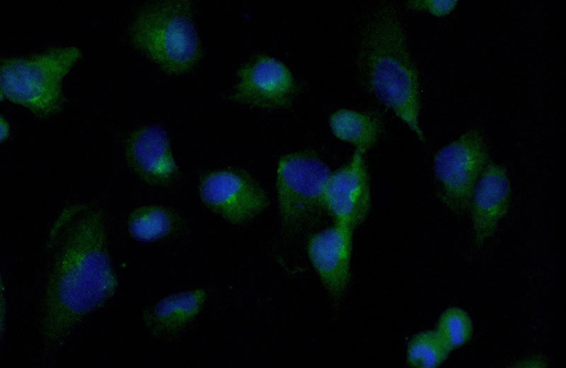 Immunofluorescent analysis of (-20oc Ethanol) fixed HT-1080 cells using Catalog No:110447(FADD Antibody) at dilution of 1:50 and Alexa Fluor 488-congugated AffiniPure Goat Anti-Rabbit IgG(H+L)