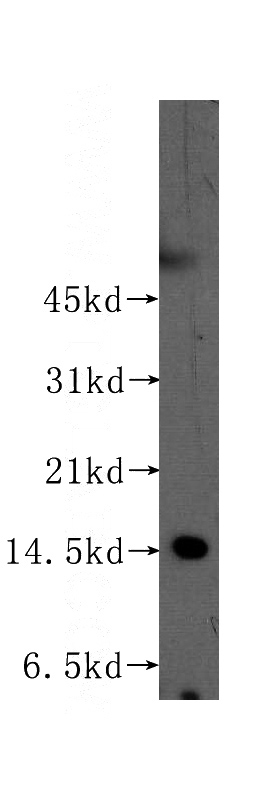 K-562 cells were subjected to SDS PAGE followed by western blot with Catalog No:109275(CHRAC1 antibody) at dilution of 1:300
