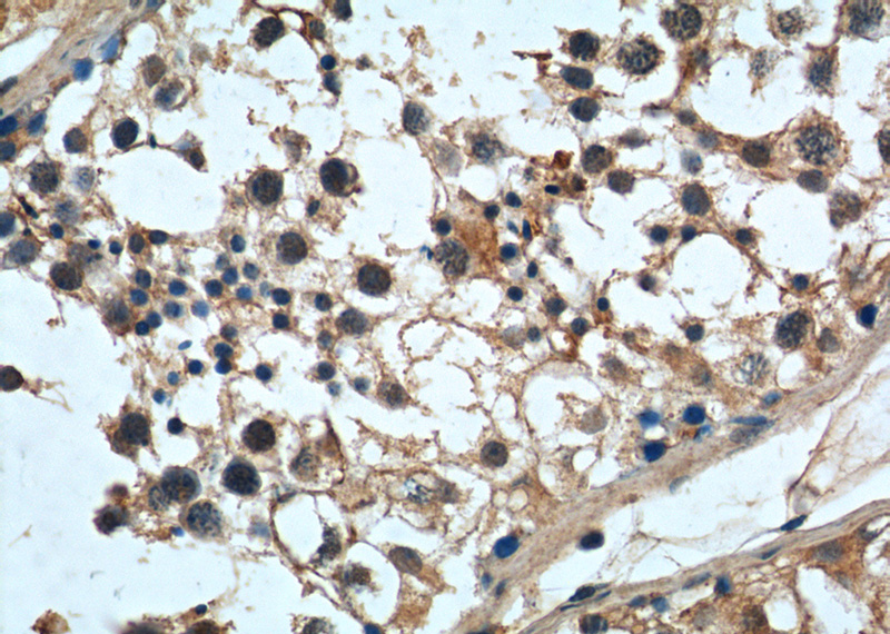 Immunohistochemistry of paraffin-embedded human testis tissue slide using Catalog No:112452(MAGEF1 Antibody) at dilution of 1:162 (under 40x lens)