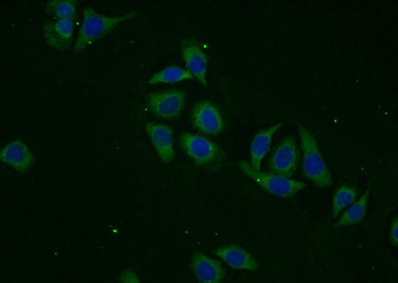 Immunofluorescent analysis of PC-3 cells using Catalog No:110071(DPP8 Antibody) at dilution of 1:25 and Alexa Fluor 488-congugated AffiniPure Goat Anti-Rabbit IgG(H+L)