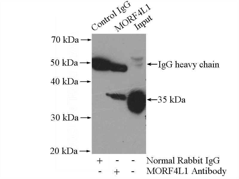 IP Result of anti-MORF4L1 (IP:Catalog No:112734, 4ug; Detection:Catalog No:112734 1:800) with HEK-293 cells lysate 1200ug.