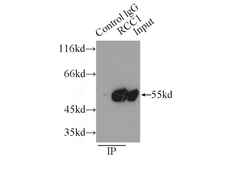 IP Result of anti-RCC1 (IP:Catalog No:114575, 3ug; Detection:Catalog No:114575 1:1500) with HeLa cells lysate 3000ug.