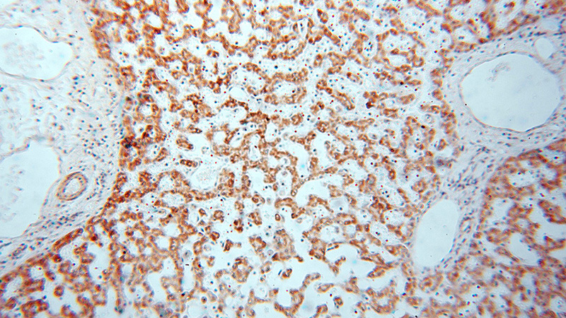 Immunohistochemical of paraffin-embedded human liver using Catalog No:113070(NDUFB10 antibody) at dilution of 1:50 (under 10x lens)