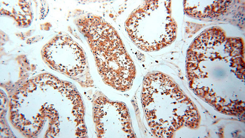 Immunohistochemical of paraffin-embedded human testis using Catalog No:112945(NAP1L1 antibody) at dilution of 1:50 (under 10x lens)