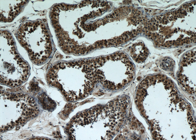Immunohistochemical of paraffin-embedded human testis using Catalog No:108375(BBS7 antibody) at dilution of 1:50 (under 10x lens)