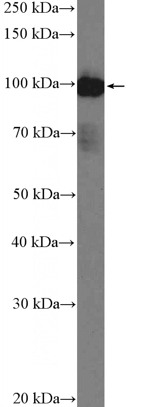 A549 cells were subjected to SDS PAGE followed by western blot with Catalog No:108266(ARHGAP27 Antibody) at dilution of 1:1000