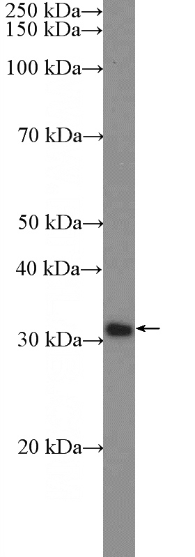 HeLa cells were subjected to SDS PAGE followed by western blot with Catalog No:111443(HOXD9 Antibody) at dilution of 1:300