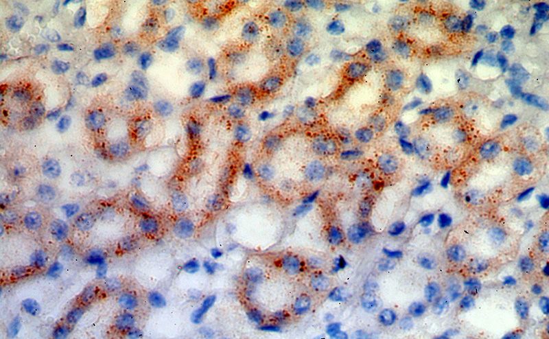 Immunohistochemical of paraffin-embedded human kidney using Catalog No:114158(PPT1 antibody) at dilution of 1:50 (under 40x lens)