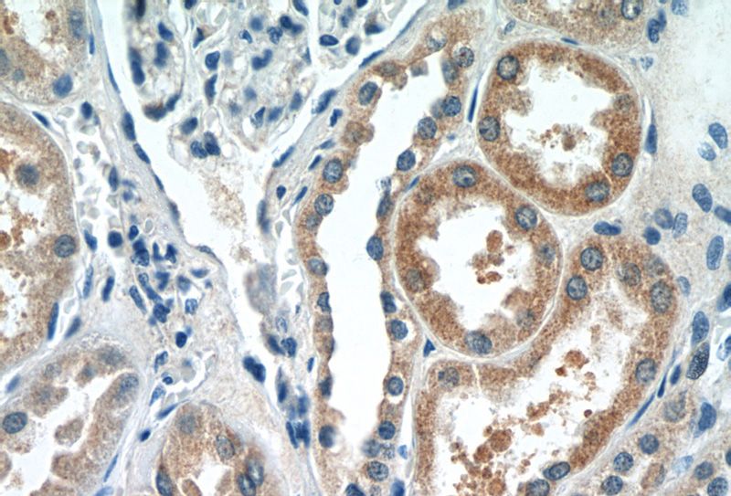 Immunohistochemistry of paraffin-embedded human kidney tissue slide using Catalog No:110063(DPEP2 Antibody) at dilution of 1:50 (under 40x lens)